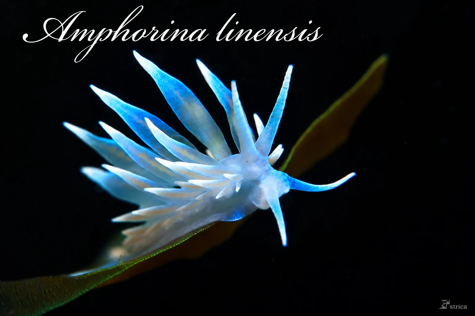 amphorina