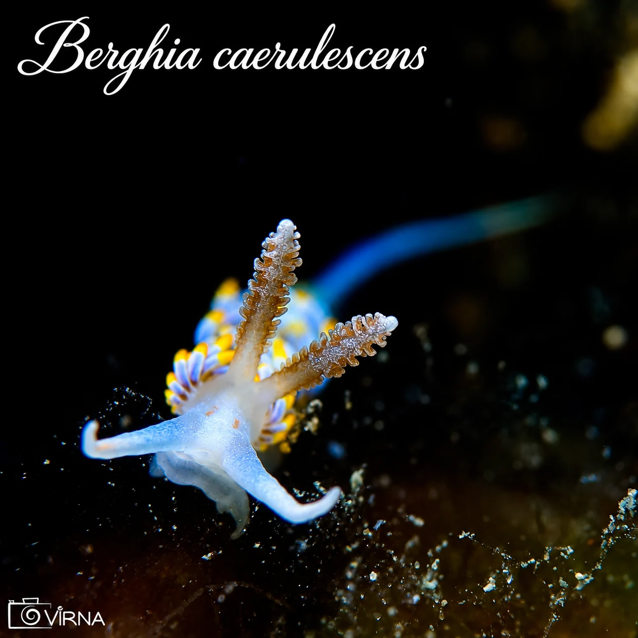 Bereghia