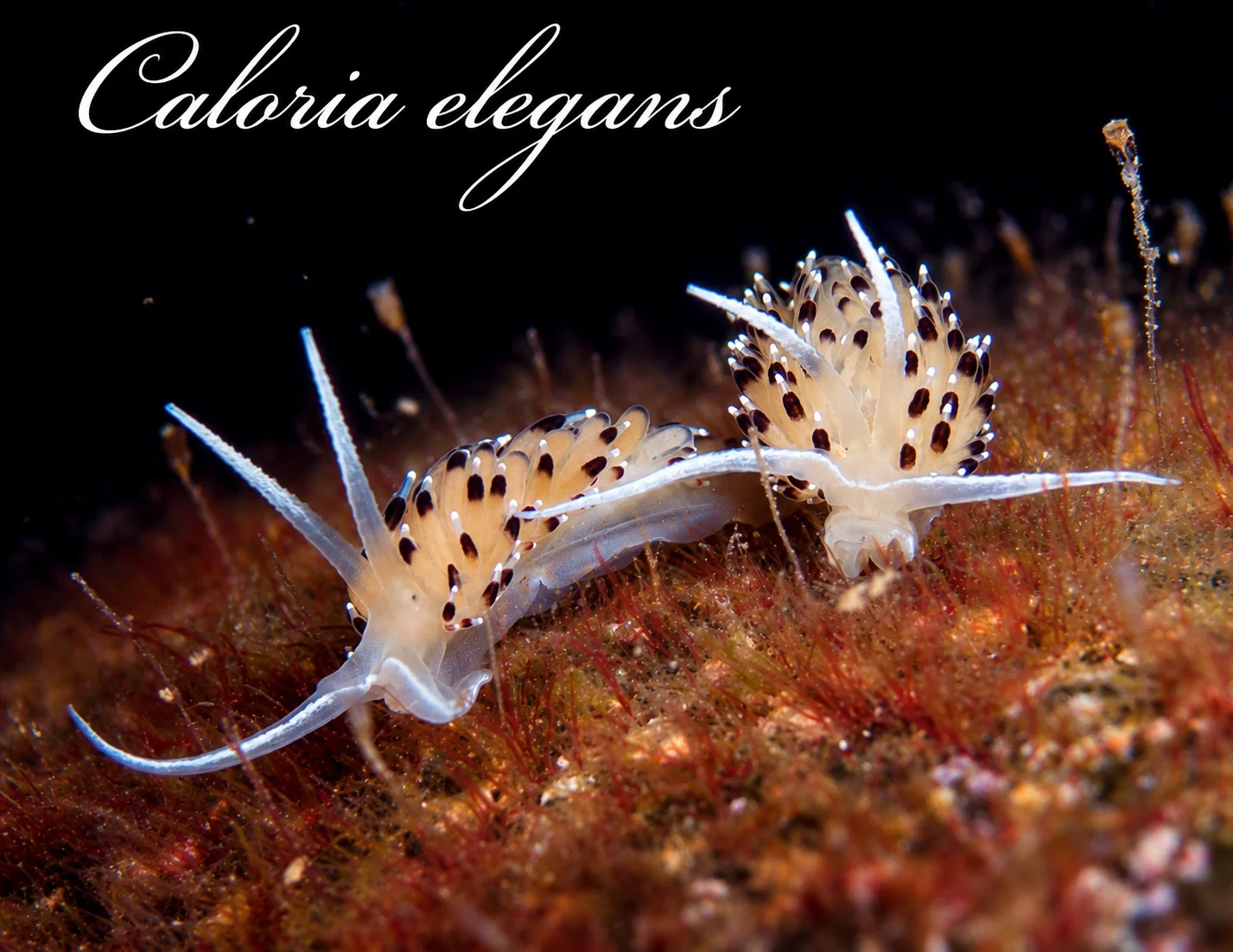 Caloria elegans
