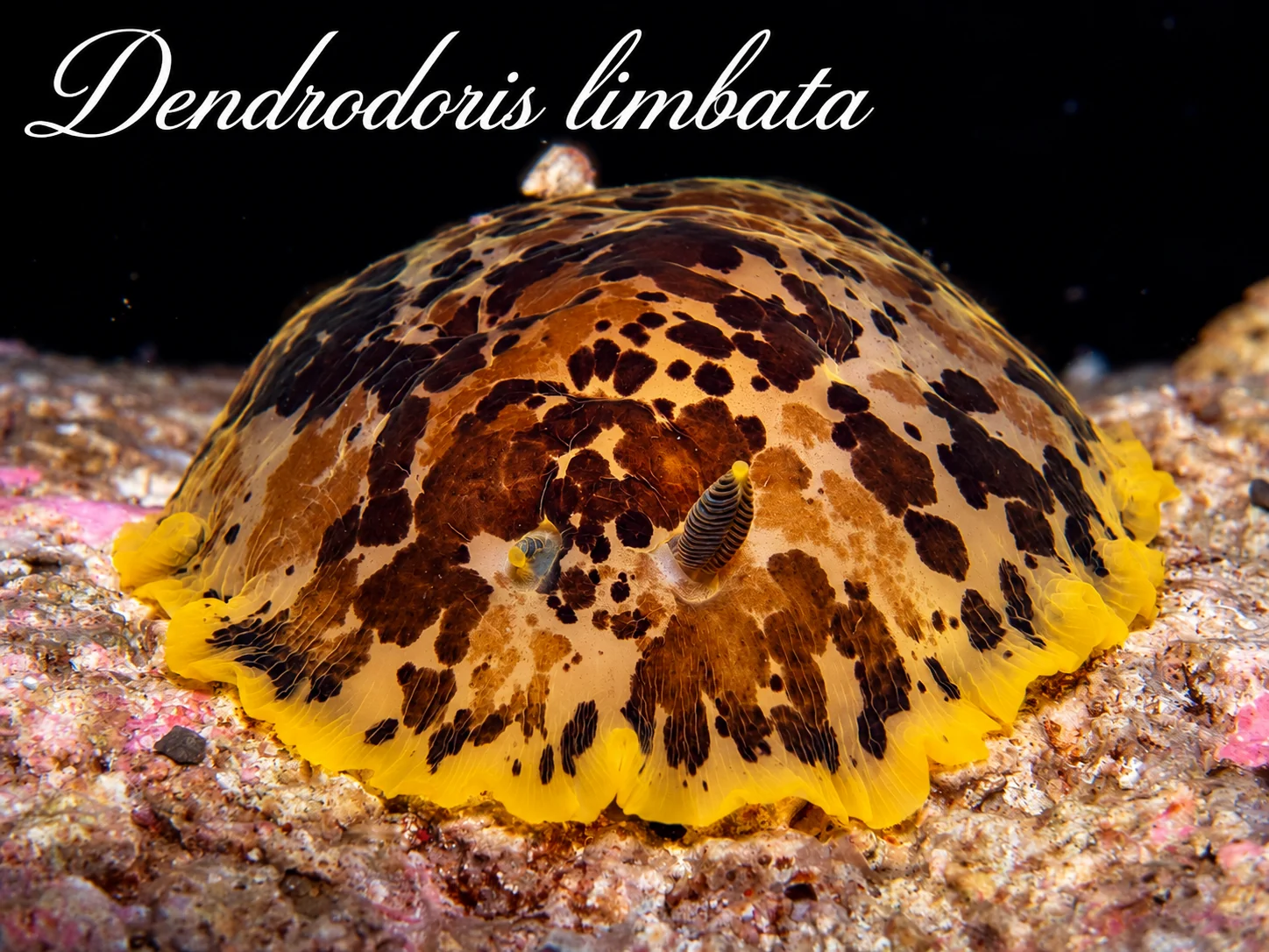 Dendrodoris l