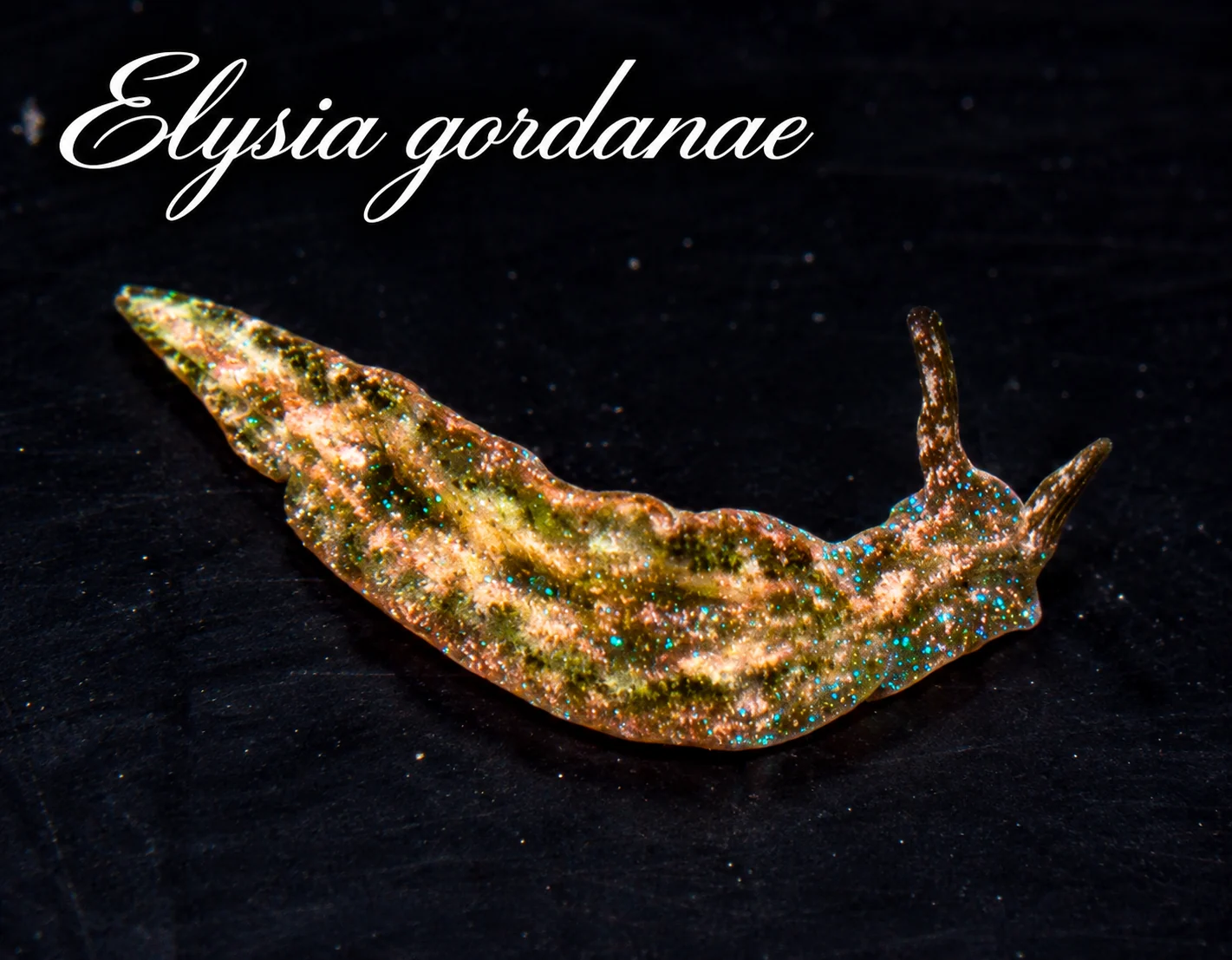 Elysia