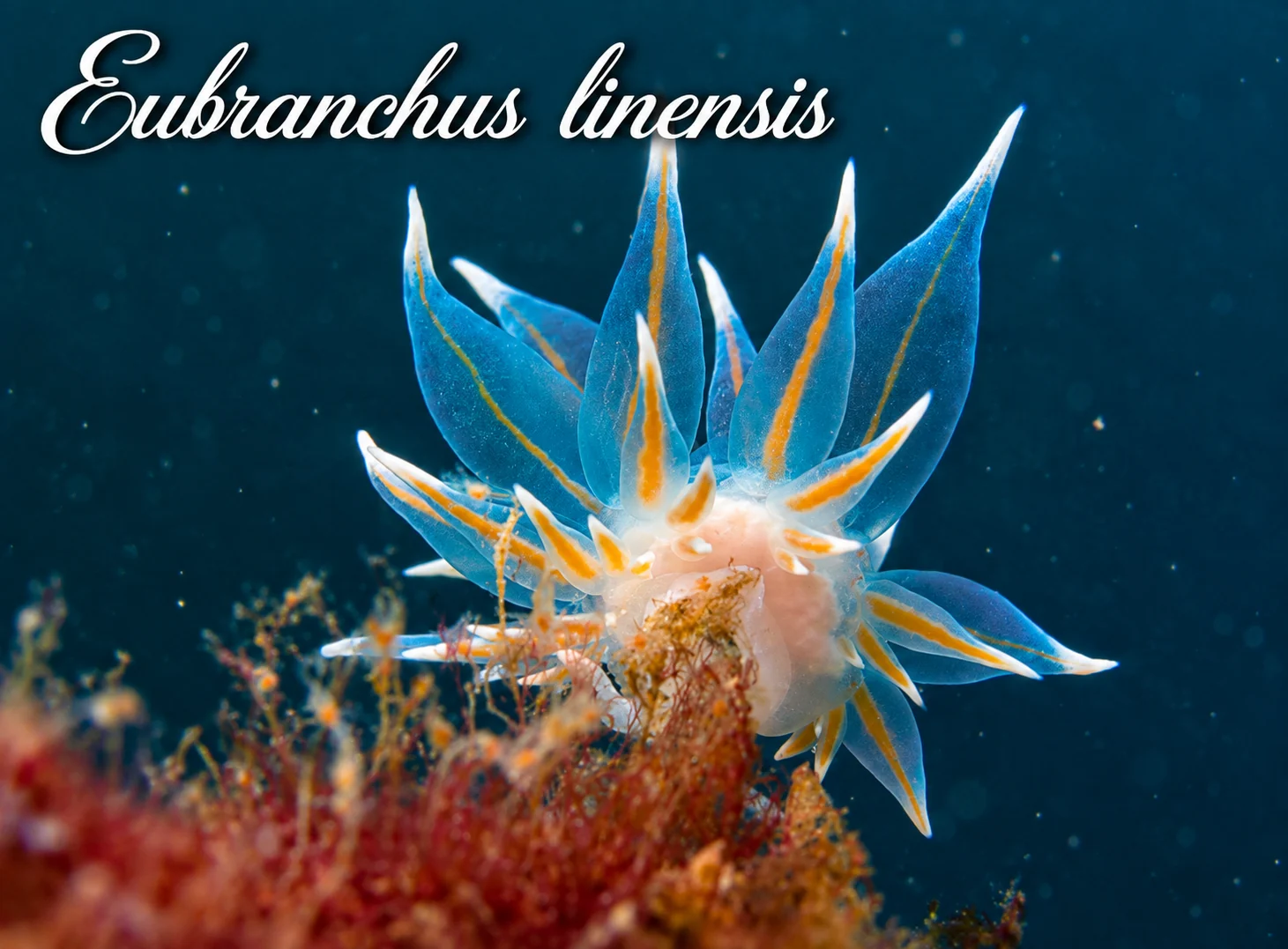 Eubranchus linensis