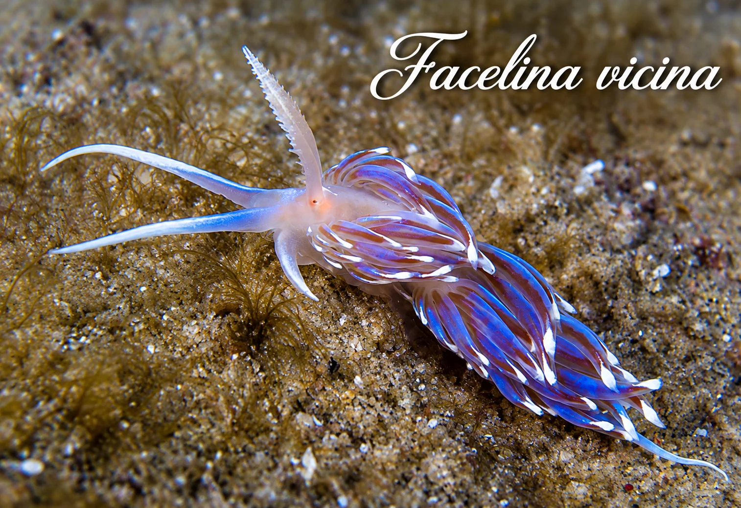 Facelina vicina
