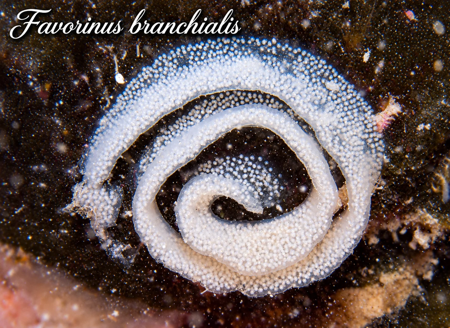 Favorinus branchialis