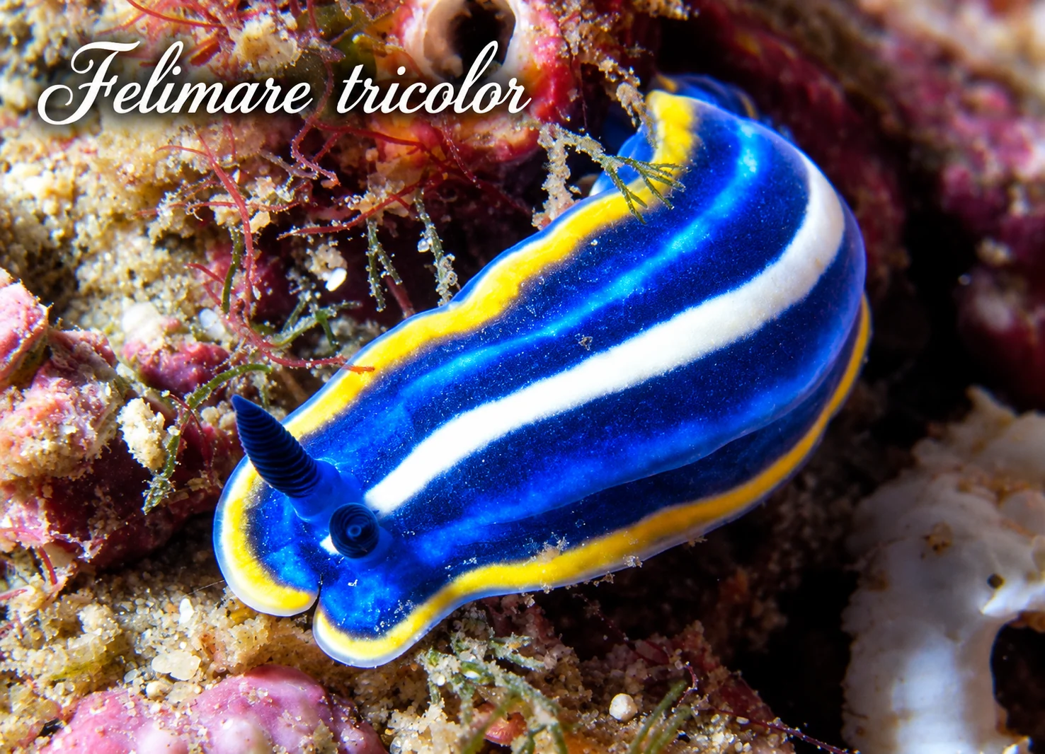 Felimare tricolor