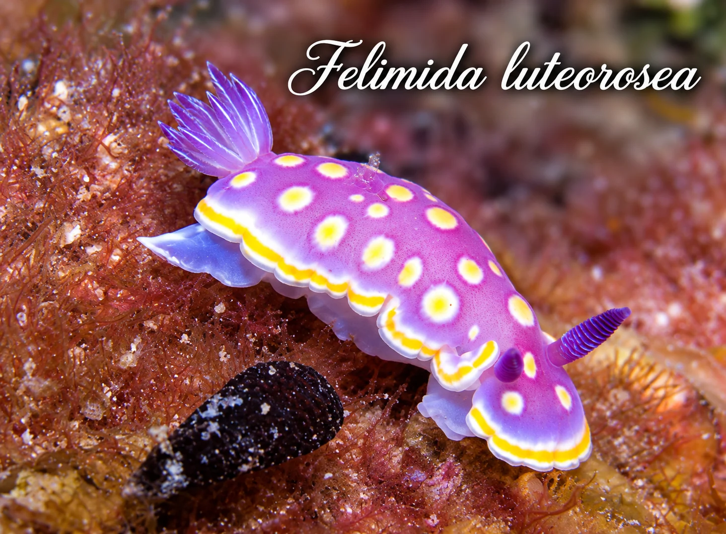 Felimida luteorosea