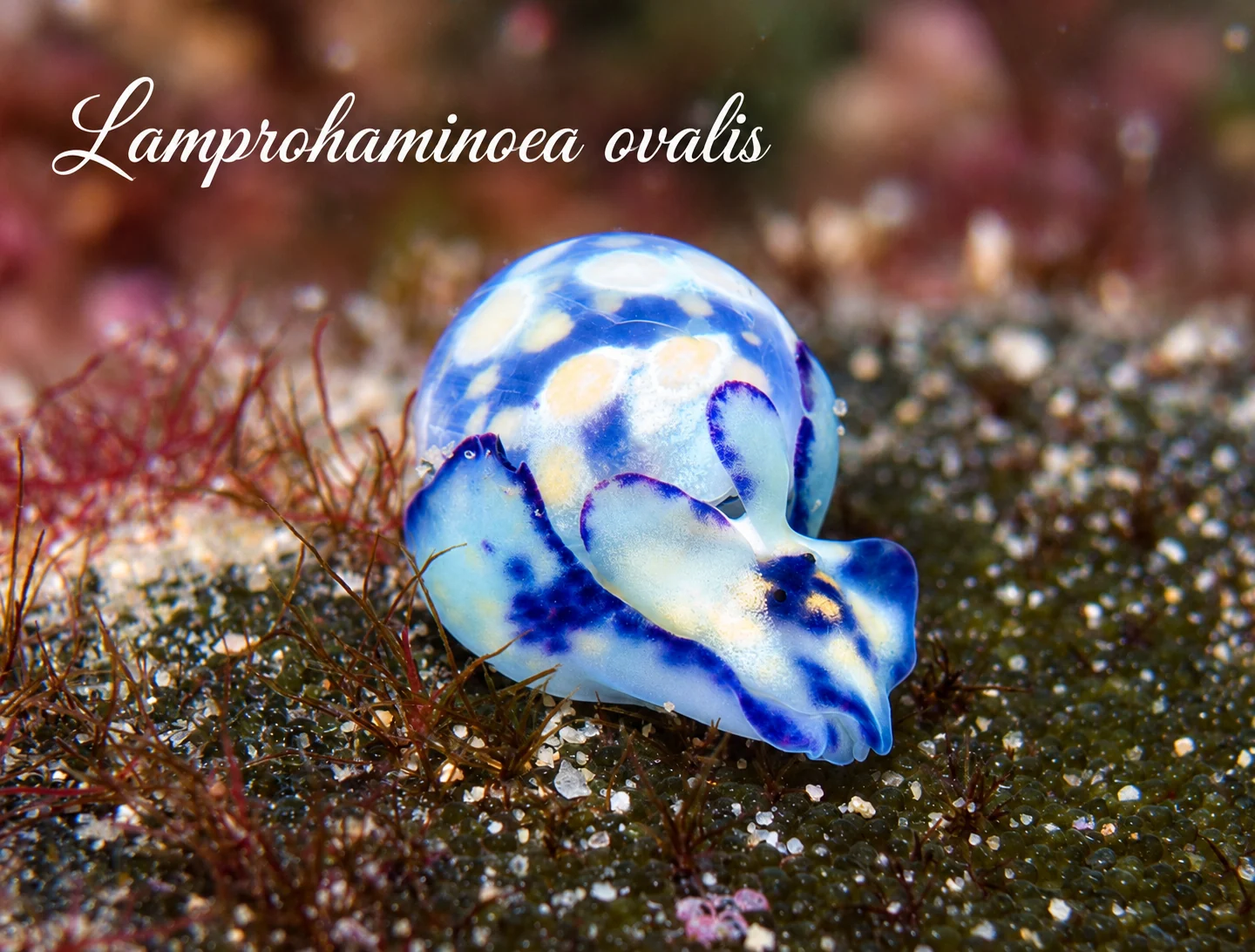 Lamprohaminoea ovalis
