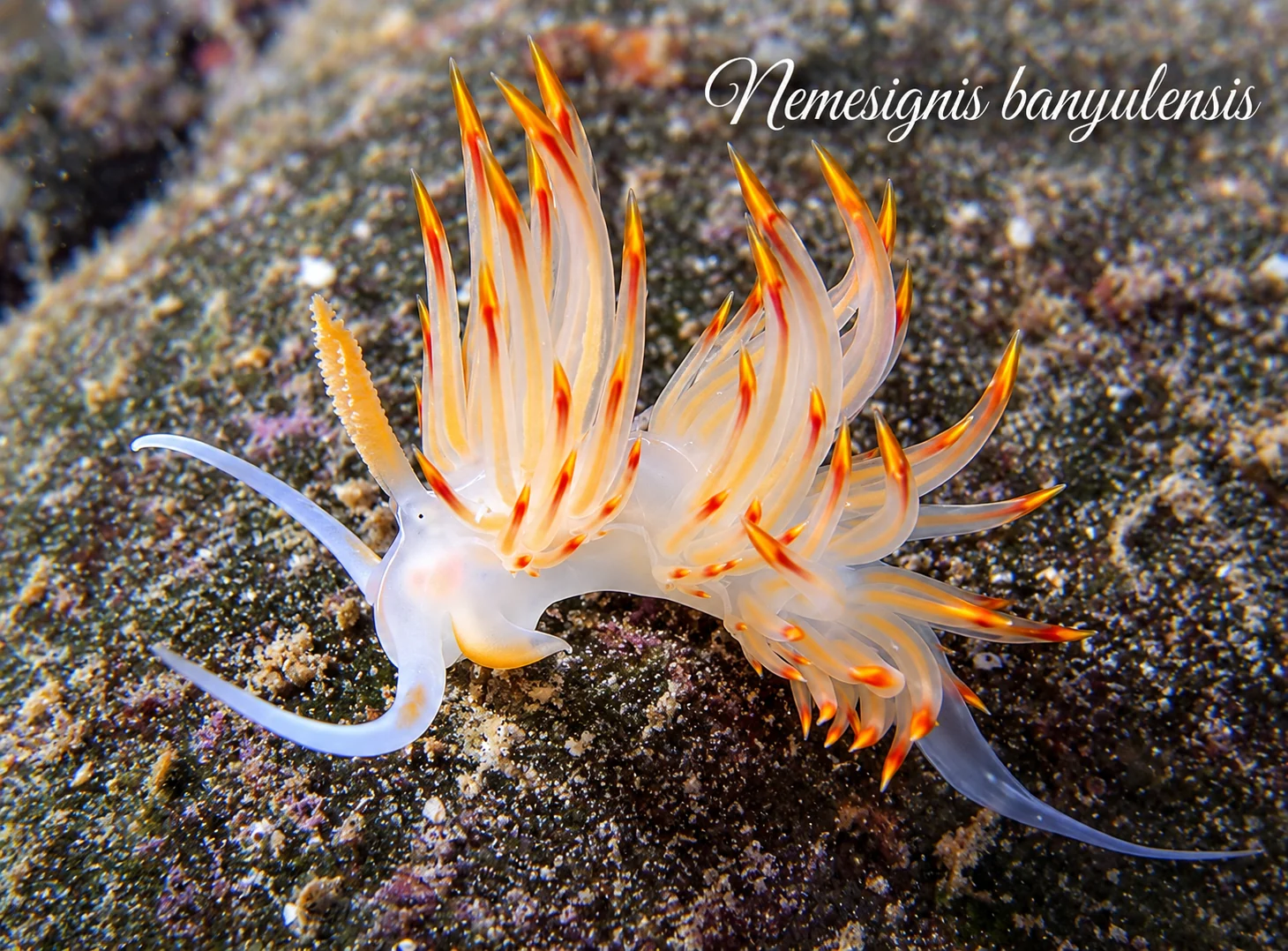 Nemesignis banyulensis