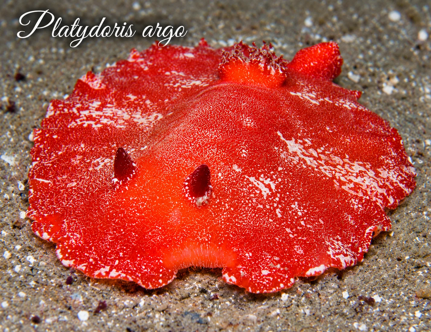 Platydoris argo