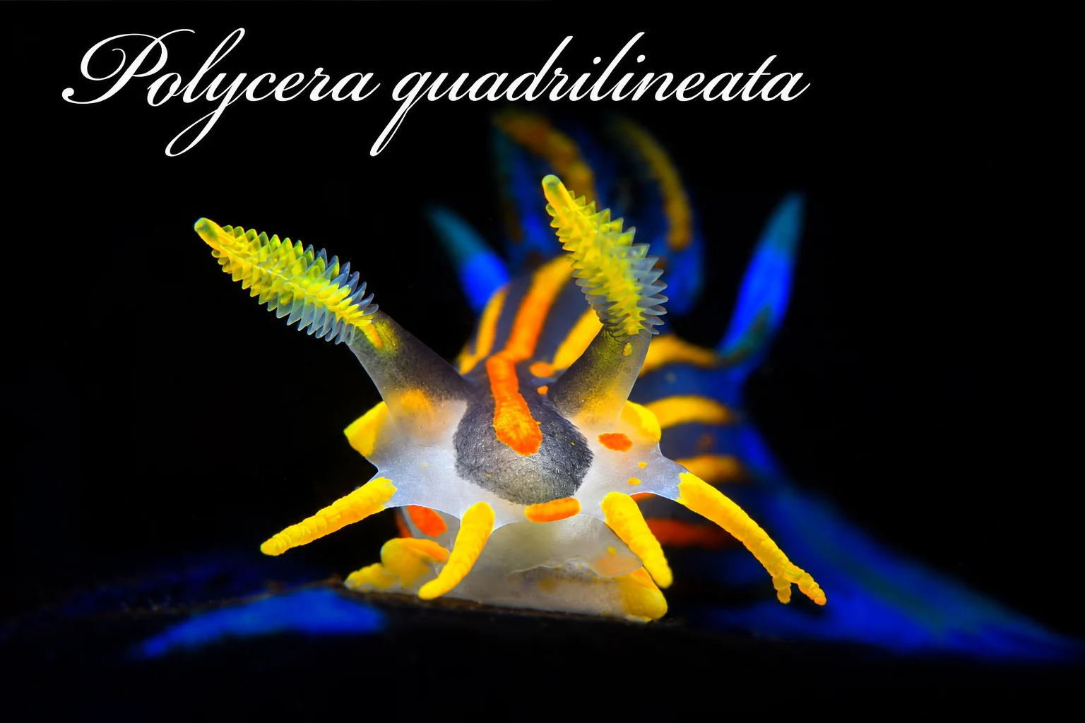 Policera