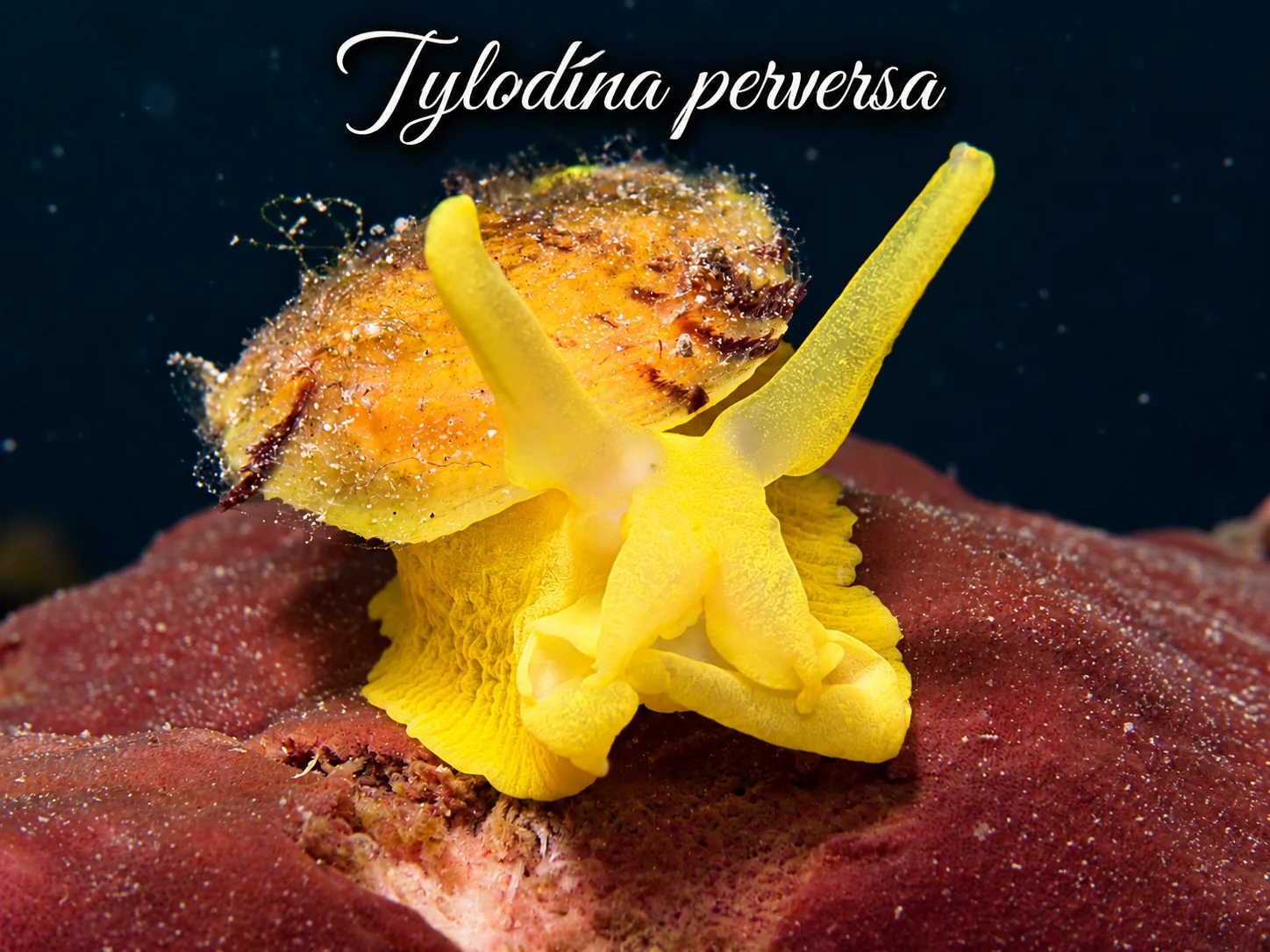 Tylodina perversa