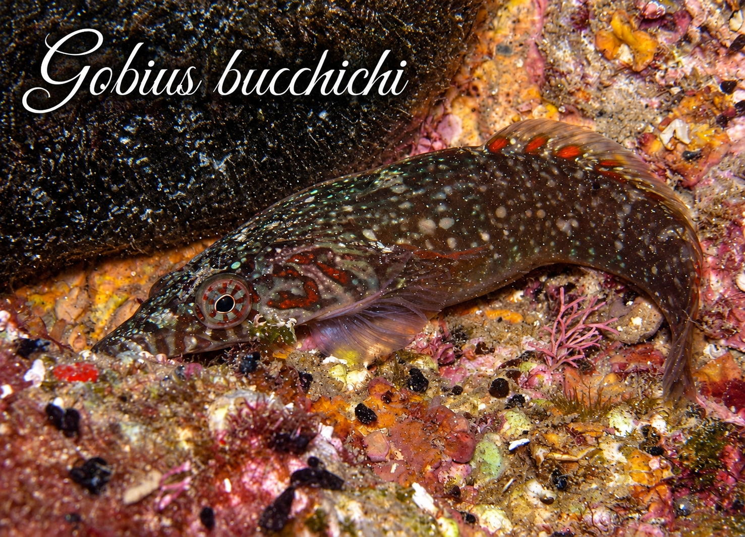 Gobius b