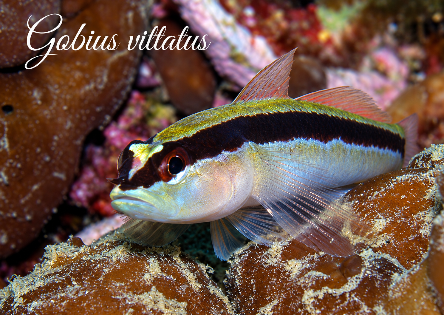 Gobius vittatus