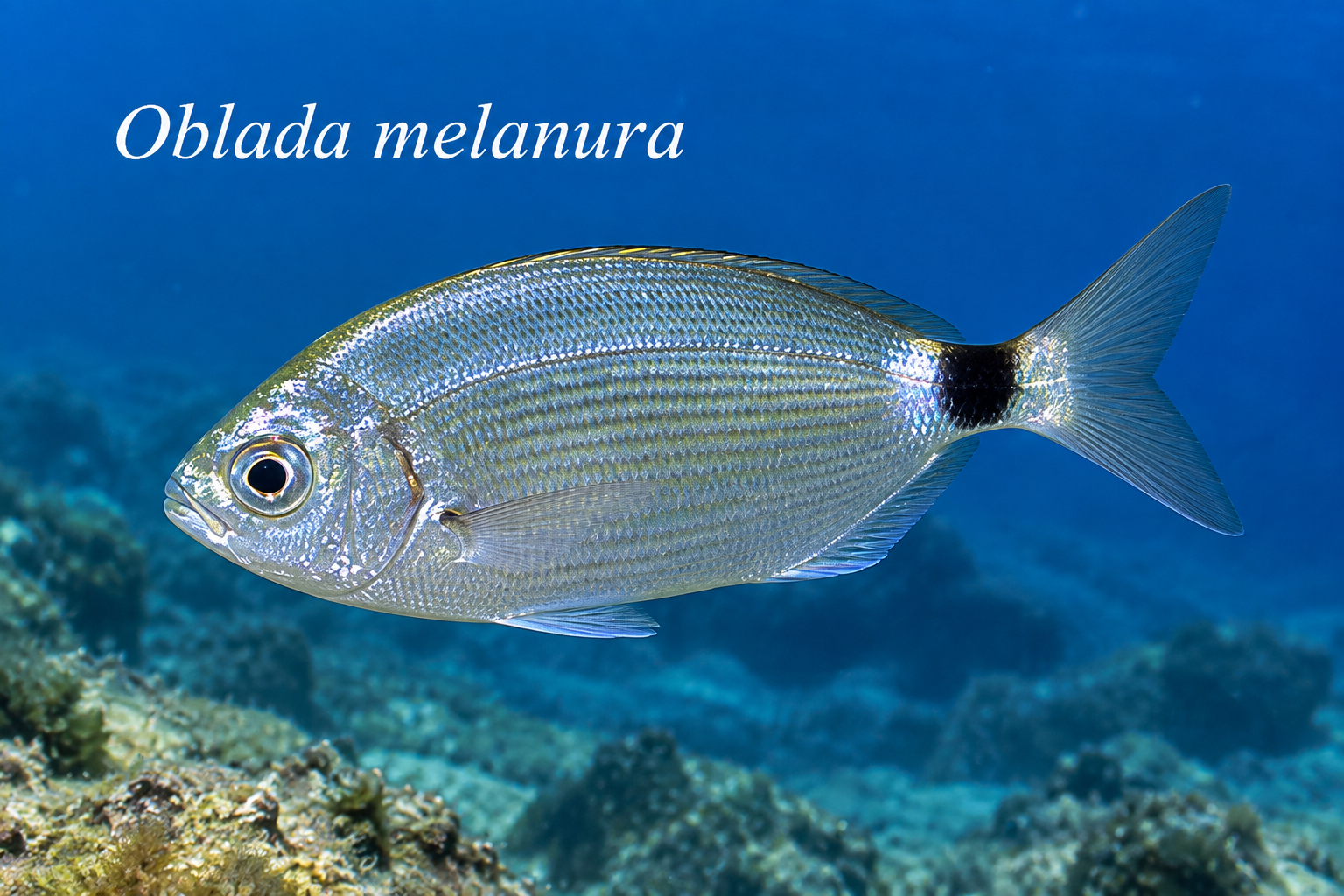 Oblada