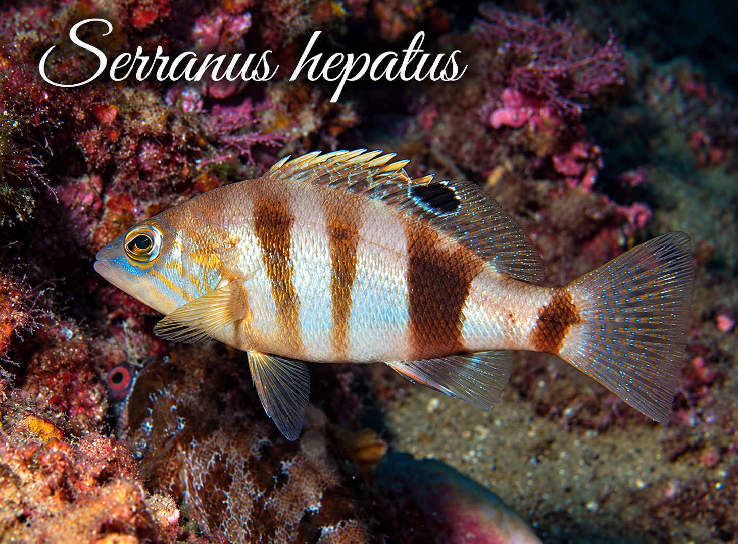 Serranus h