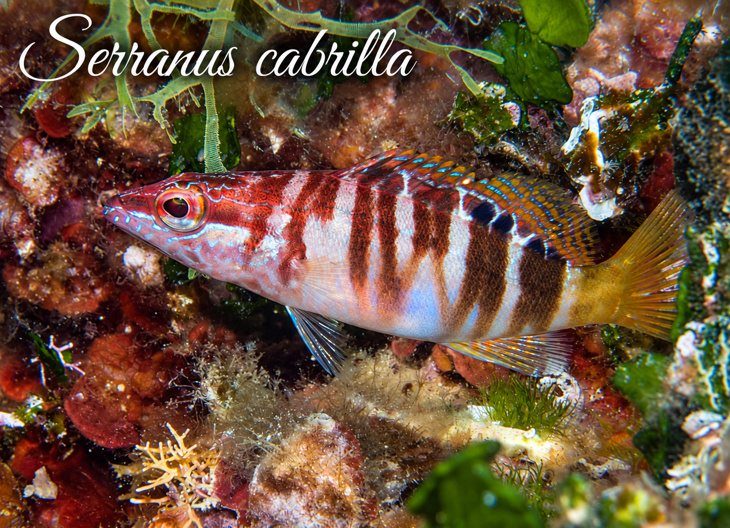 Serranus
