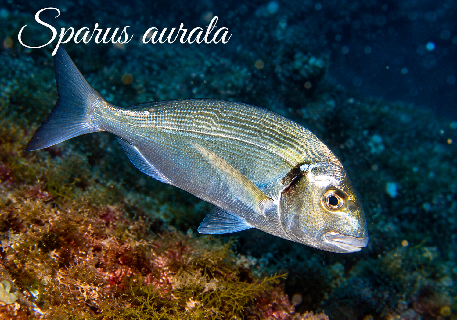 Sparus aurata