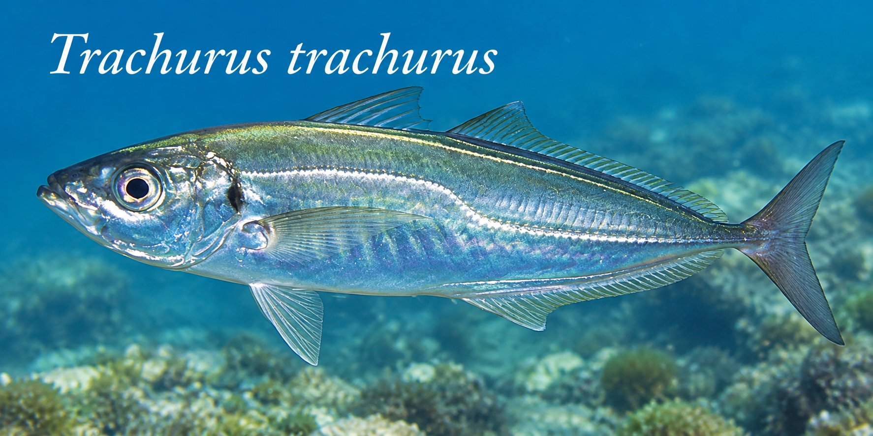 Trachurus